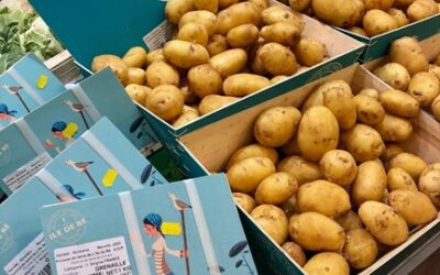 La pomme de terre de l’île de ré se refait une beauté !