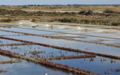 Les marais salants de l’île de ré