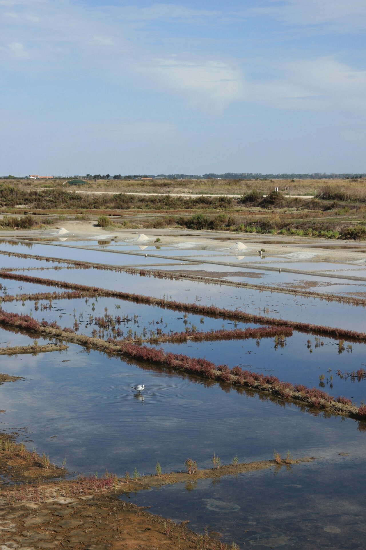 Marais salants