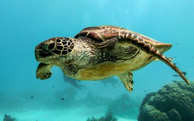 Un voyageur venu d’ailleurs : la visite d’une tortue