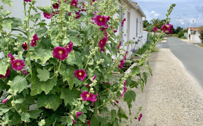 Les roses trémières : fleurs emblématiques de l’île de ré