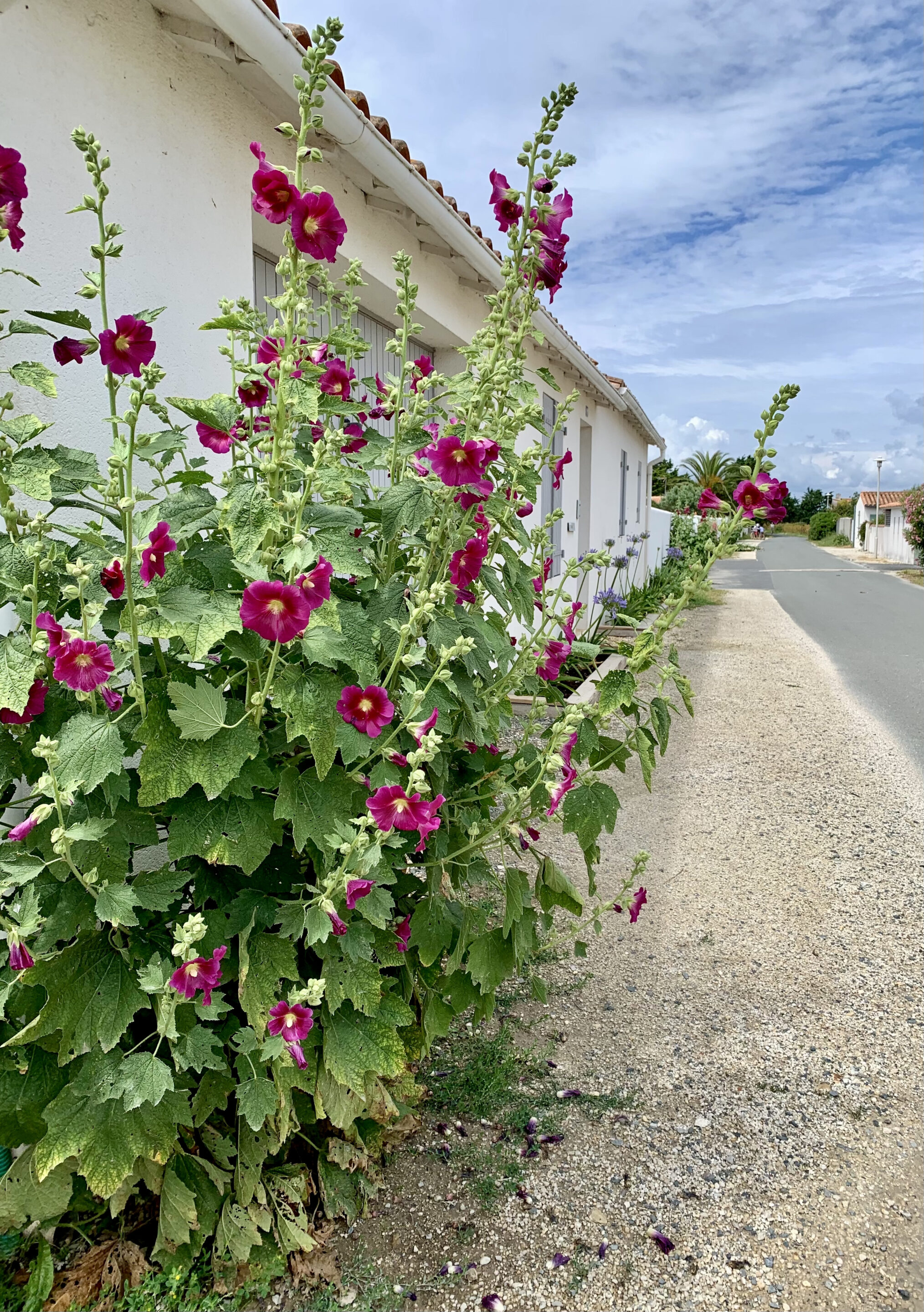 Les roses trémières fleurs emblématiques de l’île de ré Rédilyc
