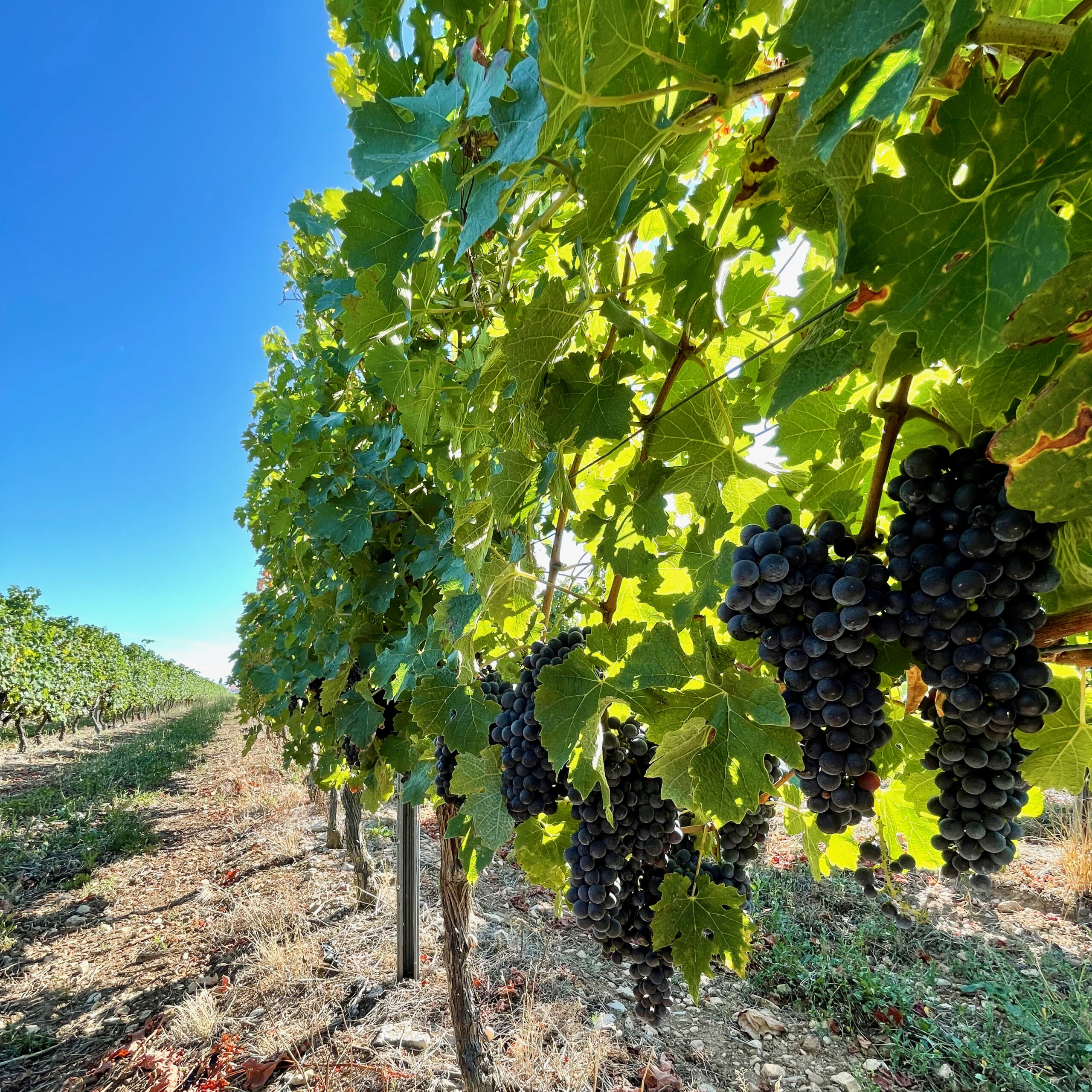 Vignoble