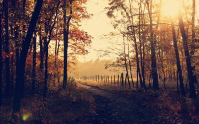 Agenda de Novembre, la sélection Rédîlyc