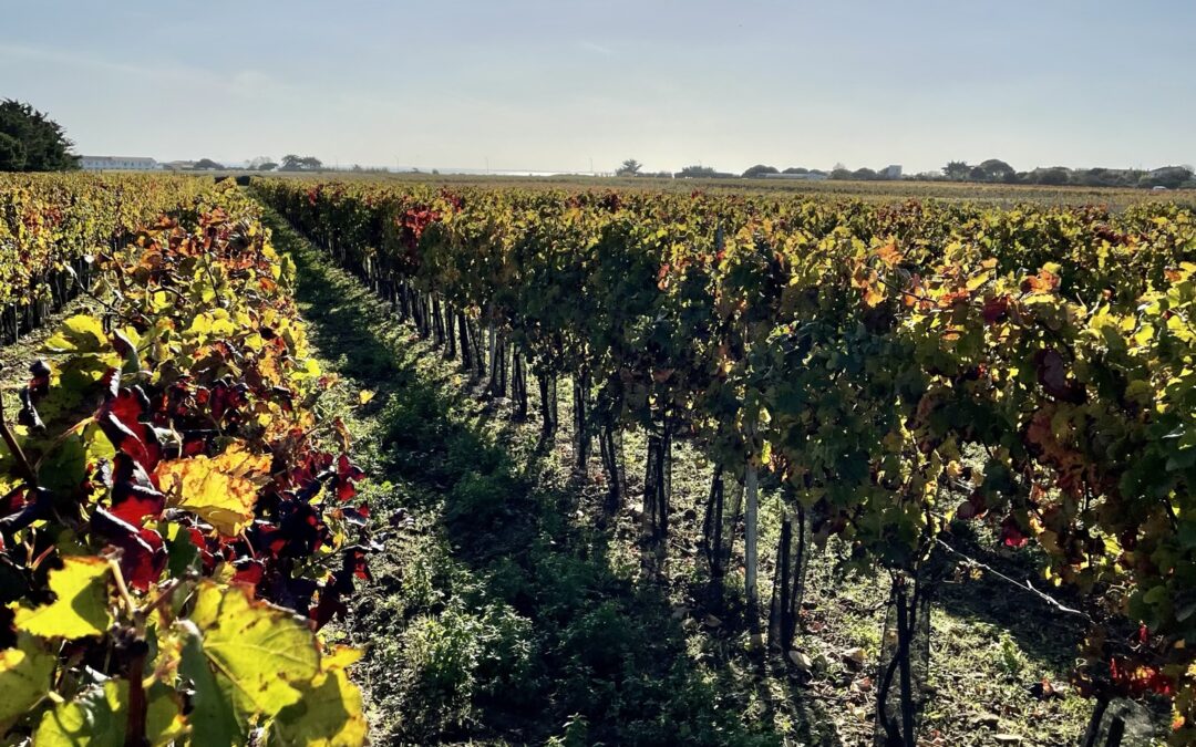 Vendanges 2021, un bon cru ?