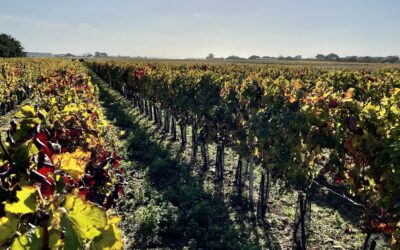Vendanges 2021, un bon cru ?