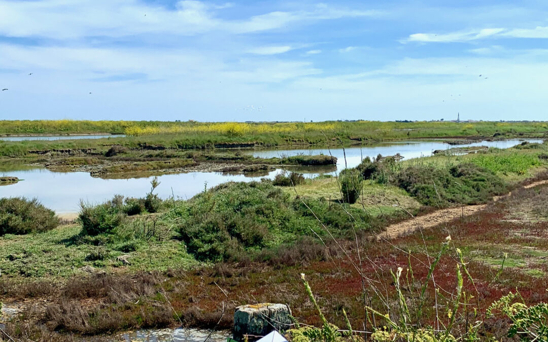 La réserve naturelle de Lilleau des Niges