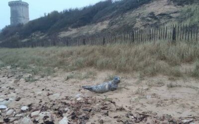 Une rencontre fortuite au Phare des Baleines