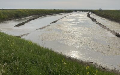 Un nouveau projet de réhabilitation de marais