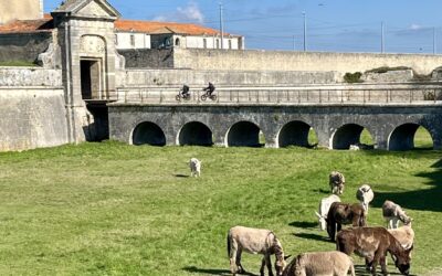 Une bière pour les ânes de Régis