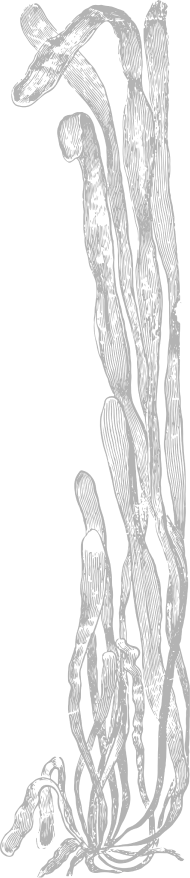 nautical 44 1