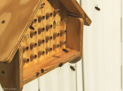 Au Bois-Plage, les habitants incités à sauver les abeilles