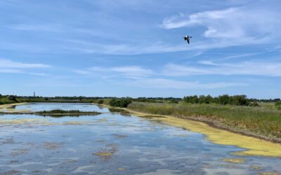 La faune sur l’île de Ré