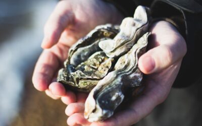 Les Huîtres de l’île de Ré : la nouvelle marque !