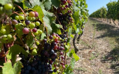 Vendanges 2023, top départ !