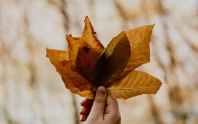 Agenda d’Octobre, la sélection Rédîlyc