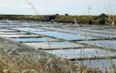 Le sel et la fleur de sel de l’île de Ré ont une IGP