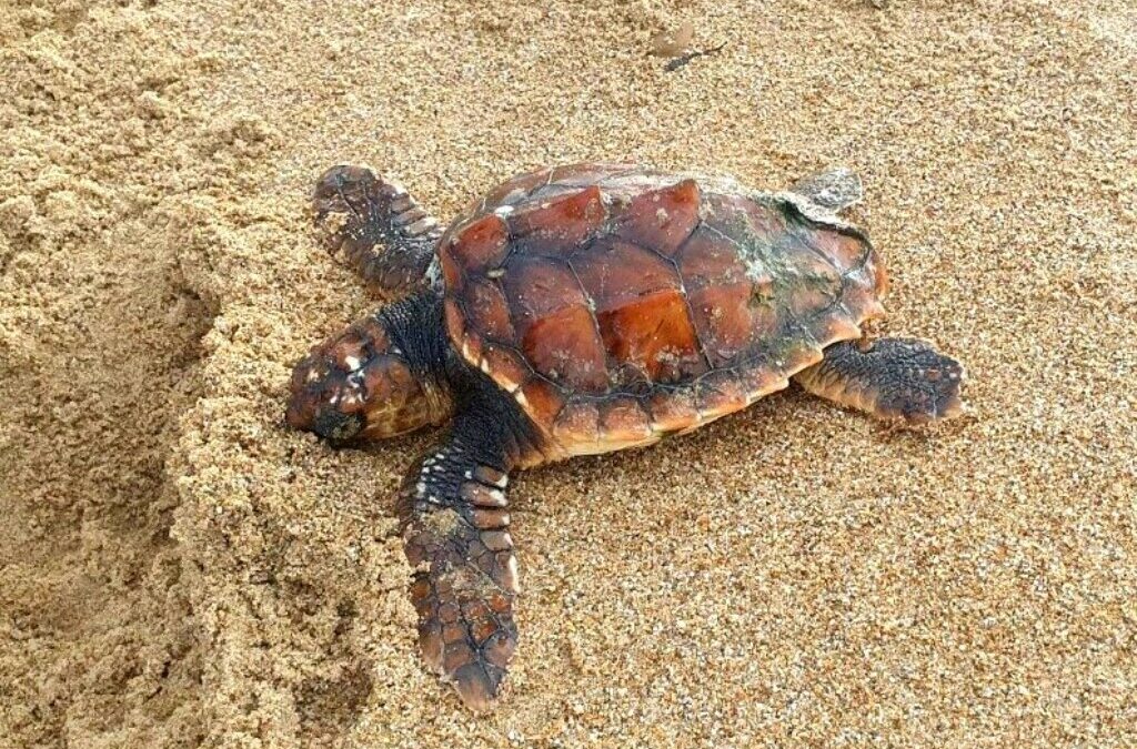 Une rencontre exceptionnelle sur l’île de Ré