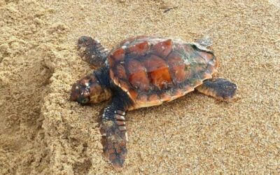 Une rencontre exceptionnelle sur l’île de Ré