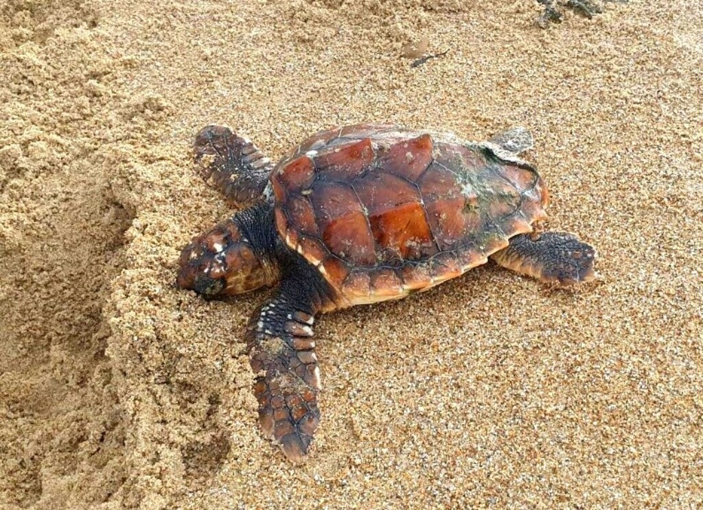 Tortue caouanne