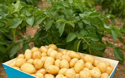 La pomme de terre AOP de l’île de Ré à la patate !