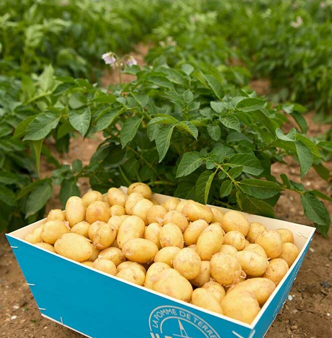 La pomme de terre AOP de l’île de Ré à la patate !