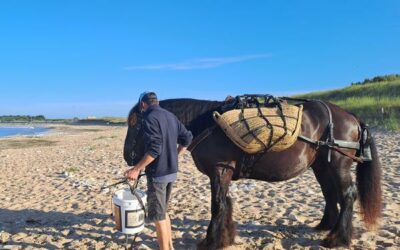 Quand un cheval devient agent de propreté sur les plages