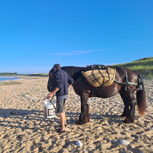 Plage à cheval