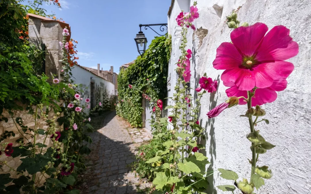 Mais où sont passées les roses trémières de l’île de Ré ?
